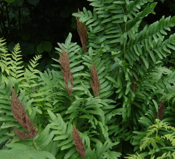 Осмунда королевская Р9 