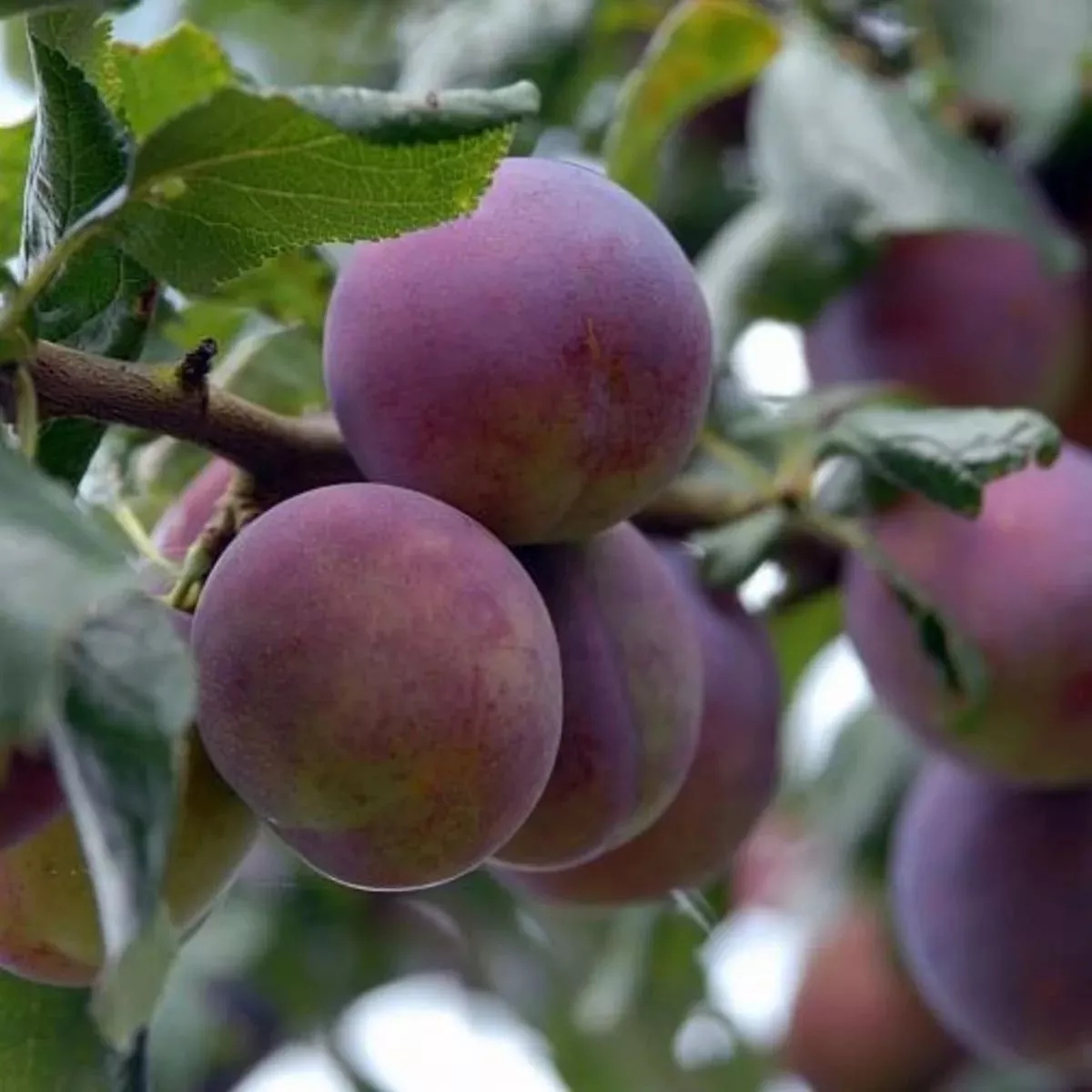 Слива Болховчанка v7 100-140 Lav 