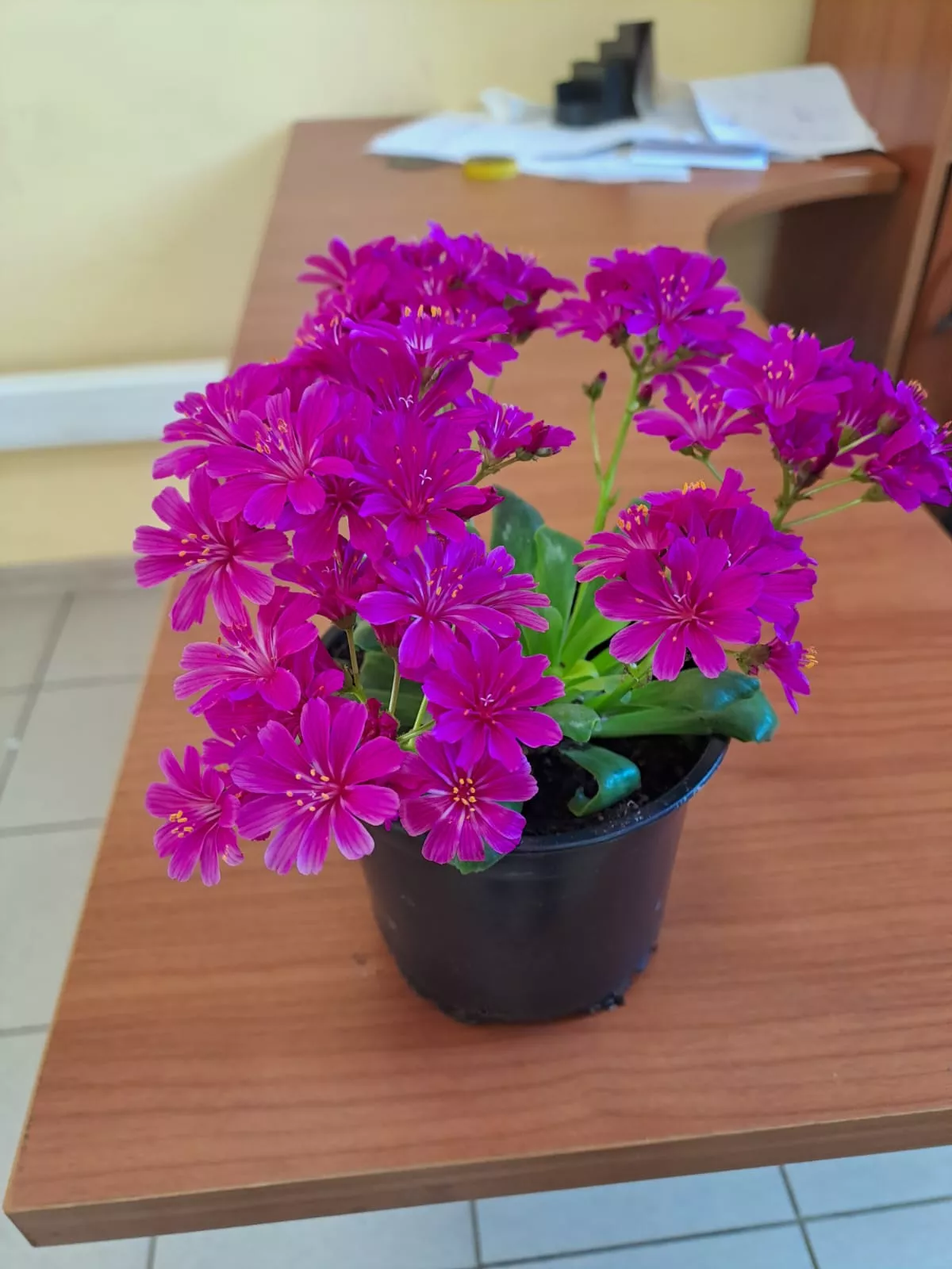 Левизия d12 Tim 