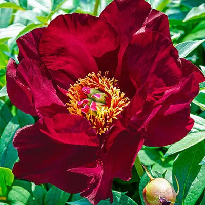 Пион Ито-гибрид Скарлет Хевен v5 Tim 