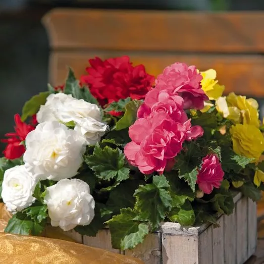 Бегония клубневая d11 МО 