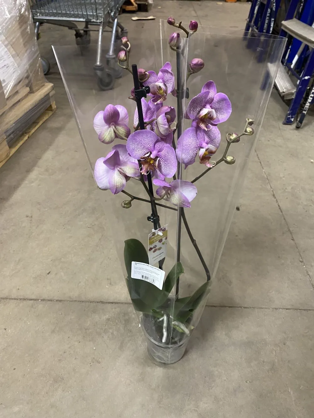 Фаленопсис 2 вет микс экстра d12 