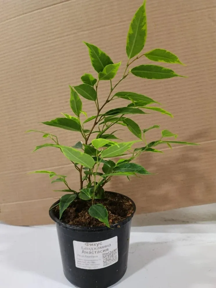 Фикус Бенджамина Анастасия d12 ХР 