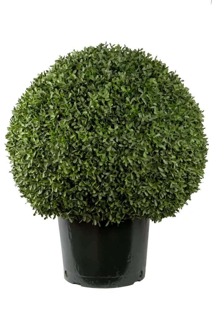 Самшит вечнозеленый ШАР v12 30-40 