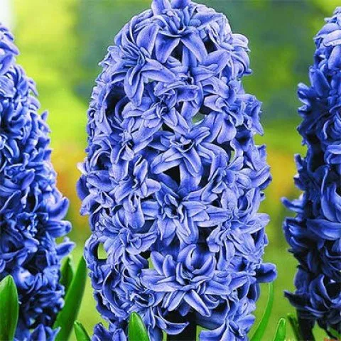 Луковица Гиацинт Изабелль 2 шт/уп, 15/16 