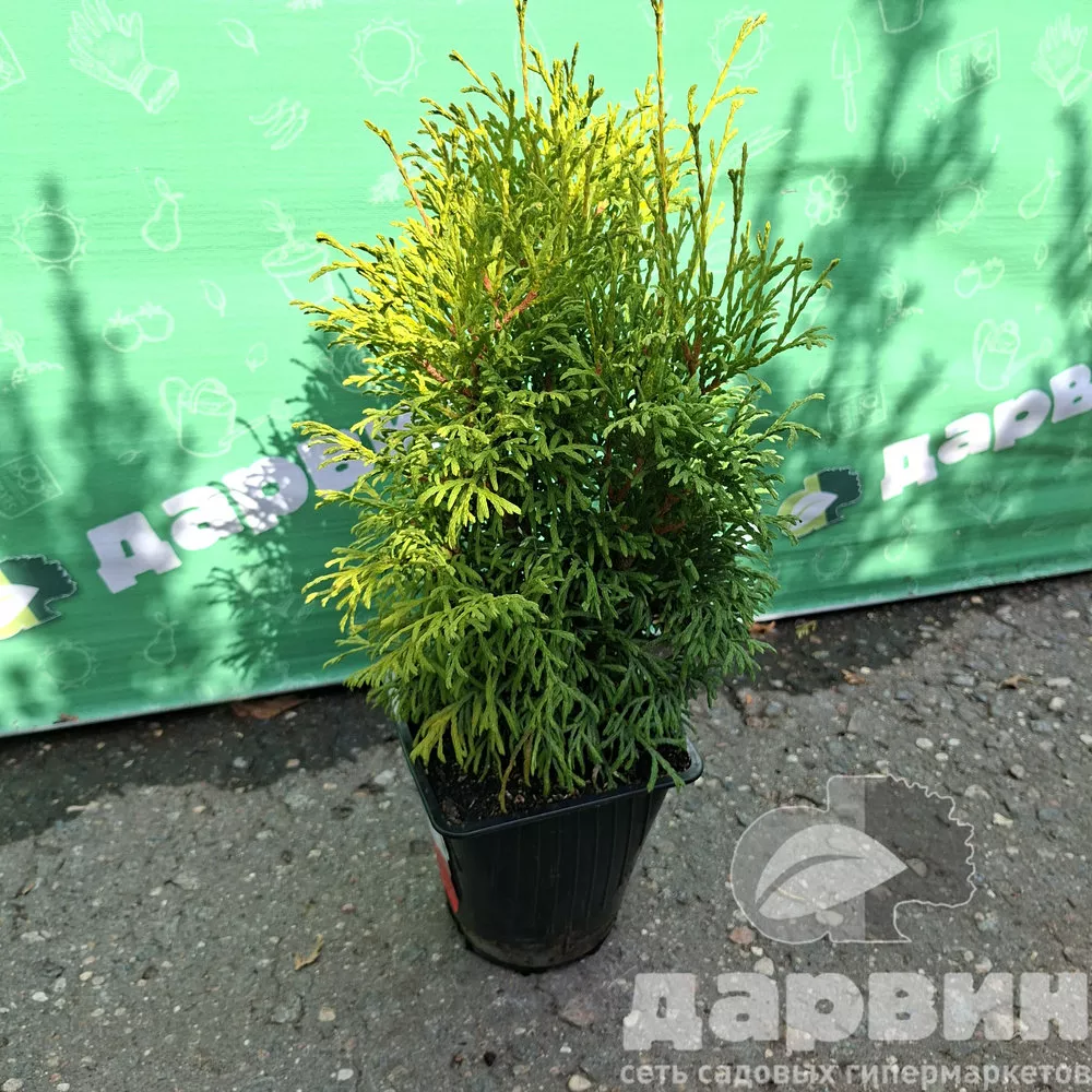 Туя западная Страско v2 Lav 