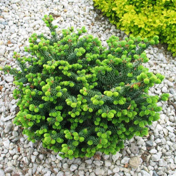 Пихта бальзамическая Нана C10 40-50 cm Sch 