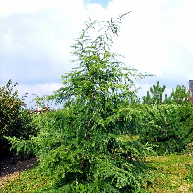 Лиственница европейская Фарт v3 25-30 см 