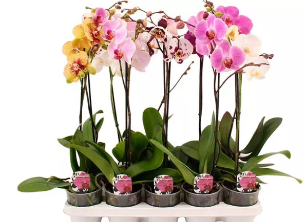 Фаленопсис сортовой микс 1 вет d12 h60 