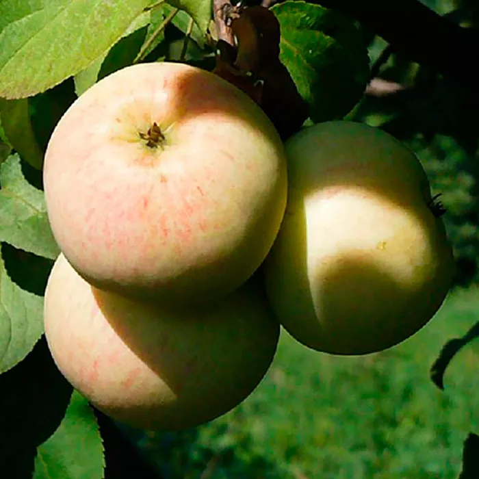 Яблоня Память Исаева 3-х летка 