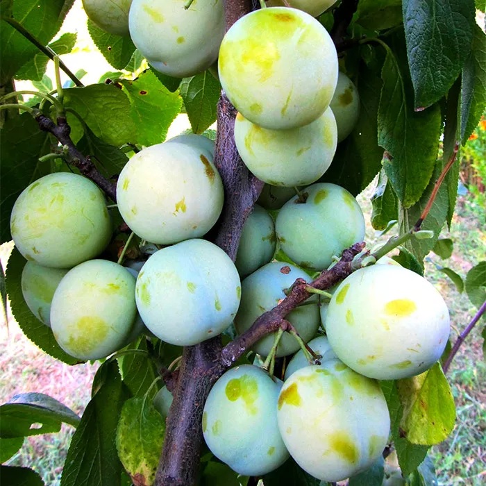 Слива Луч v 5-10 Tim 