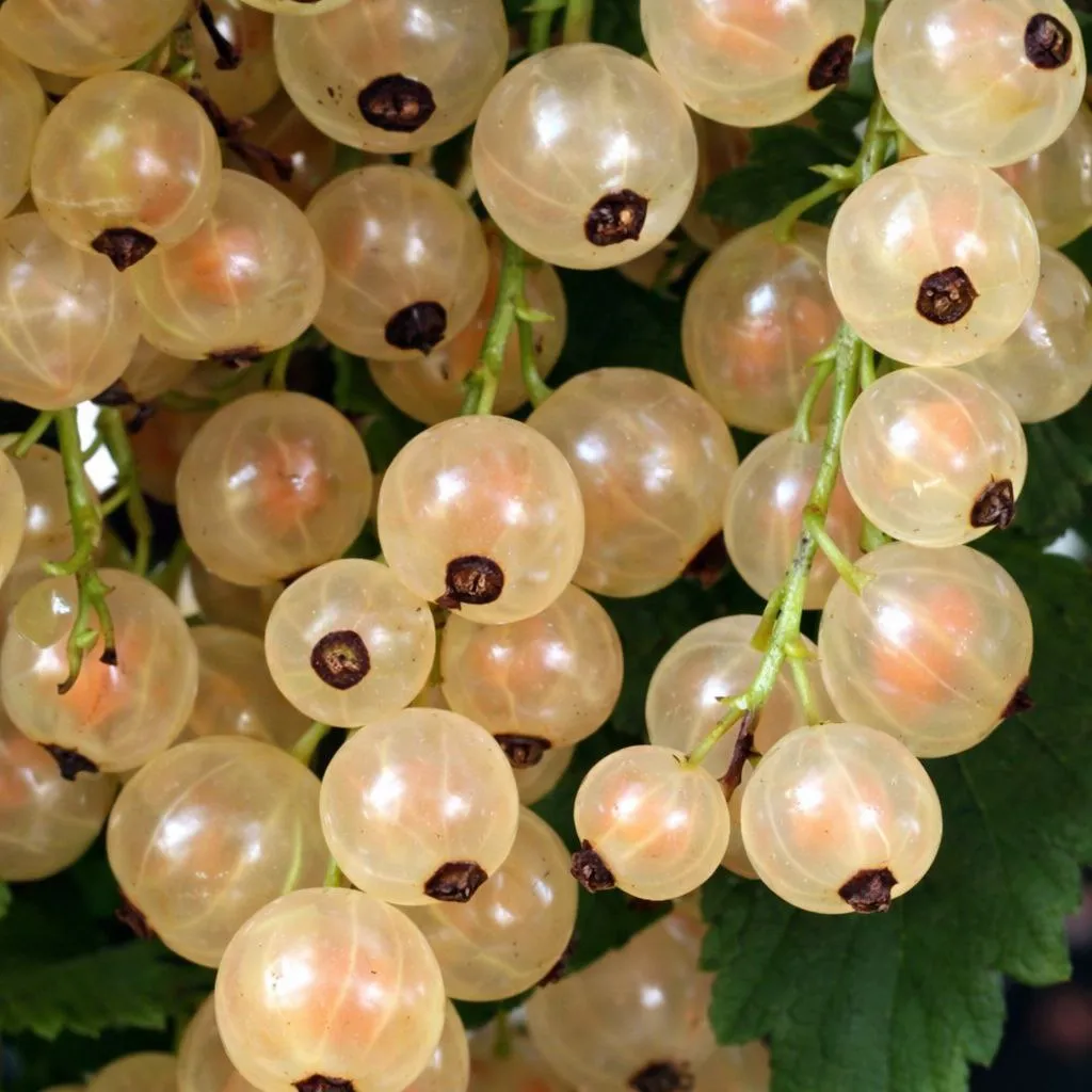 Смородина белая Белка  в коробке, Tim 