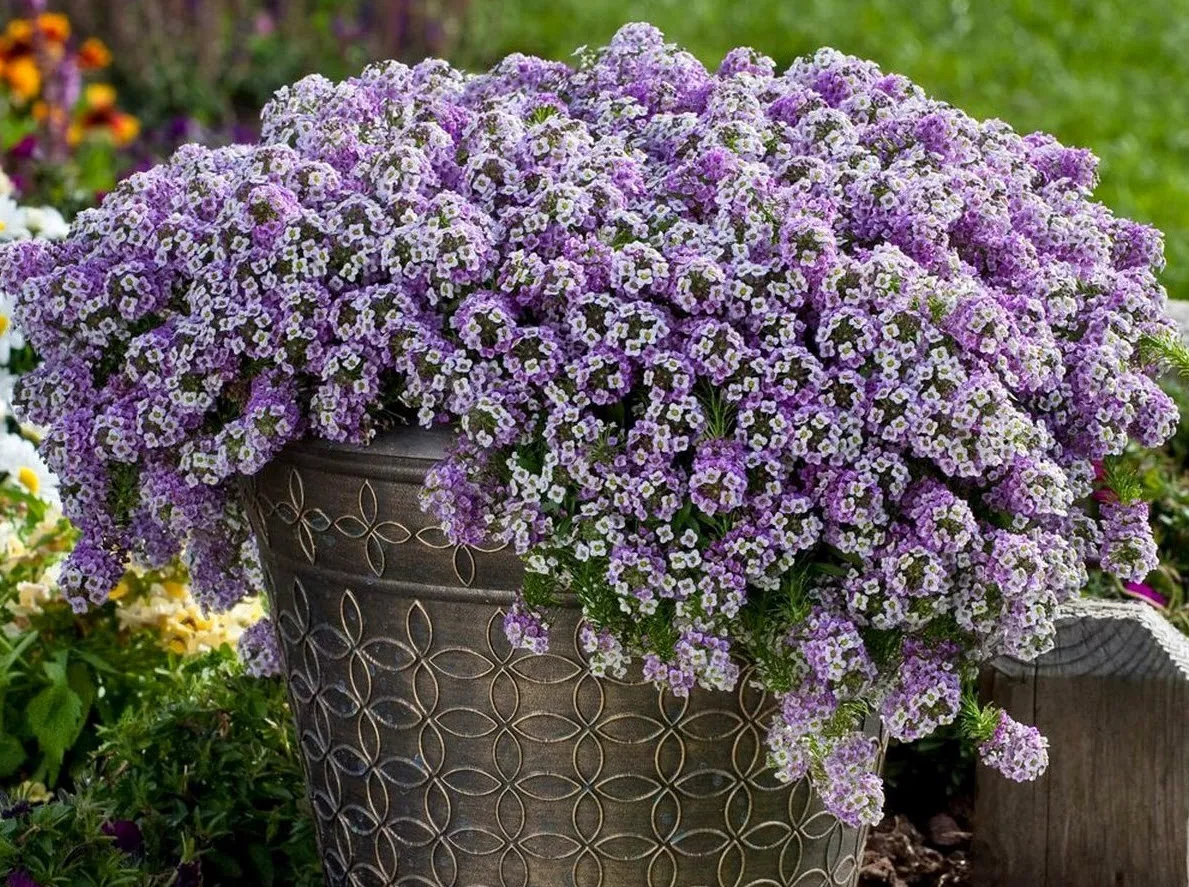 Алиссум d9 ХР 