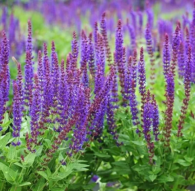 Шалфей лекарственный Остфрисланд v4 15-20 