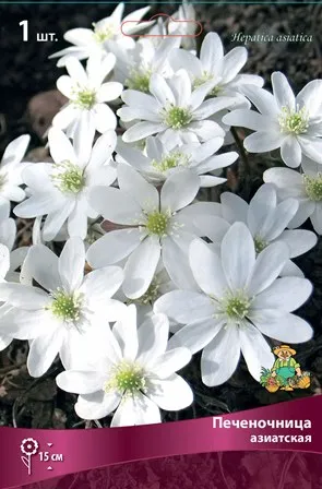 Корневище Печеночница азиатская I 1шт Поиск 
