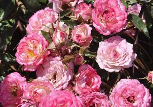 Роза чайно-гибридная Пинк Меджик v5 Lav 