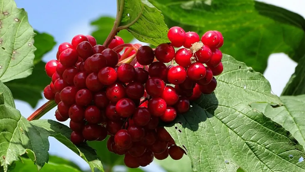 Калина плодовая Красная Гроздь в коробке ЦО 