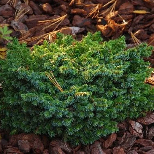 Растение ель сербская Пимоко 15-20 KG 