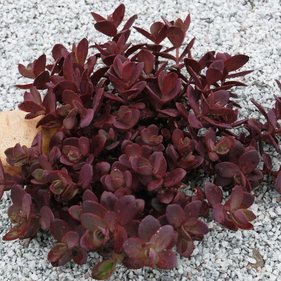 Очиток едкий Санспарклер Черри тарт d10 Lav 