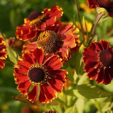 Гелениум осенний Ротголд (С2) ЦО 