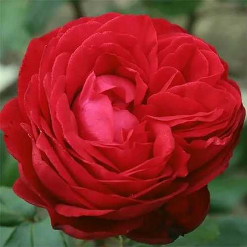 Роза чайно-гибридная Тиамо v5 Dem 