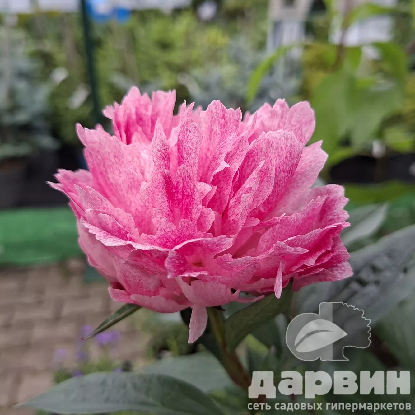 Пион Сара Бернар Юник v5 Tim 