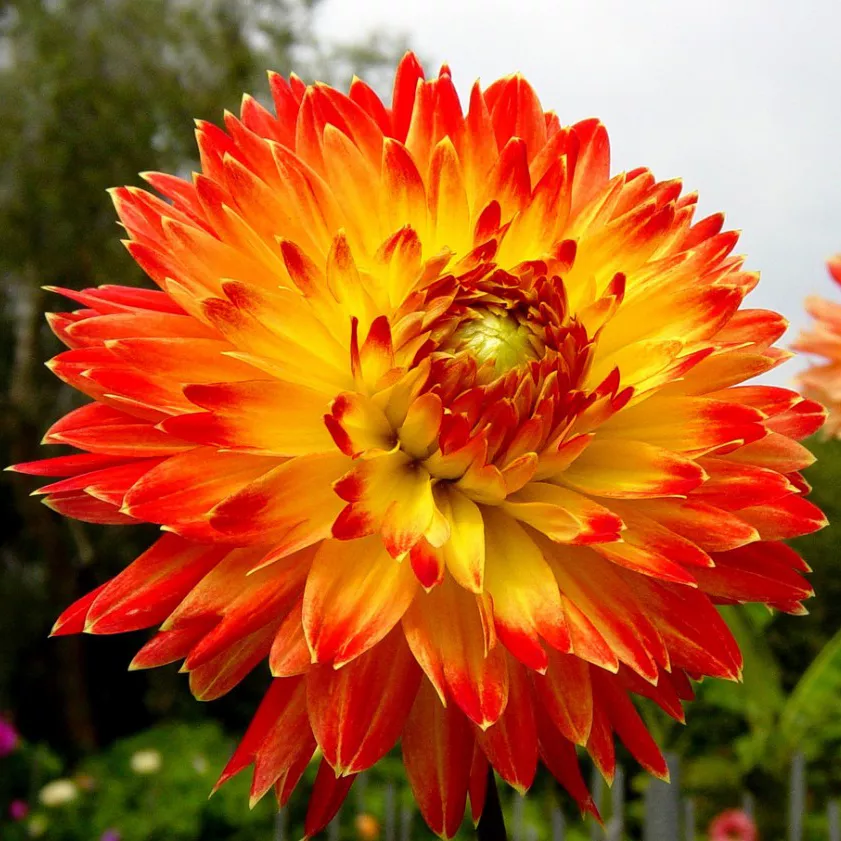 Клубень НВМ Георгина Декоративная Процион (II) 1шт 