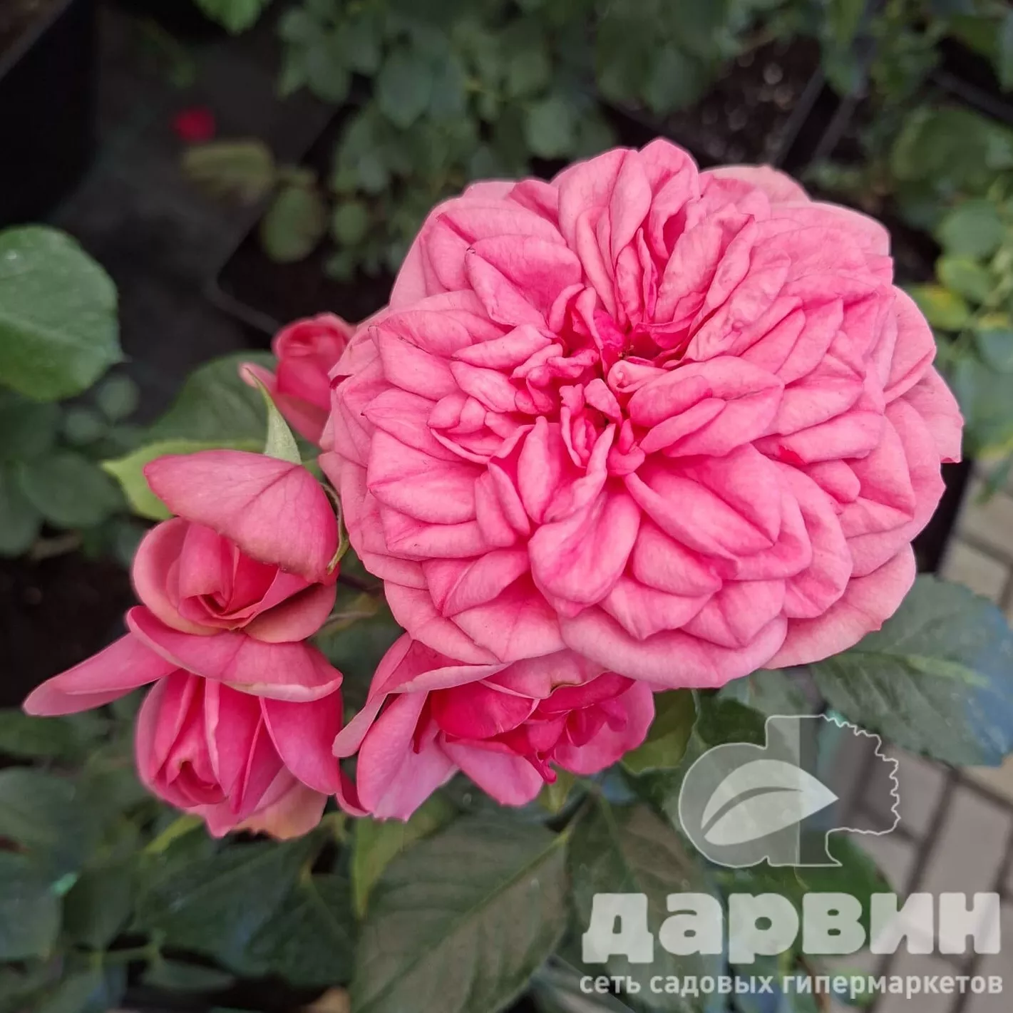 Роза спрей Пинк Пиано v5 Lav 