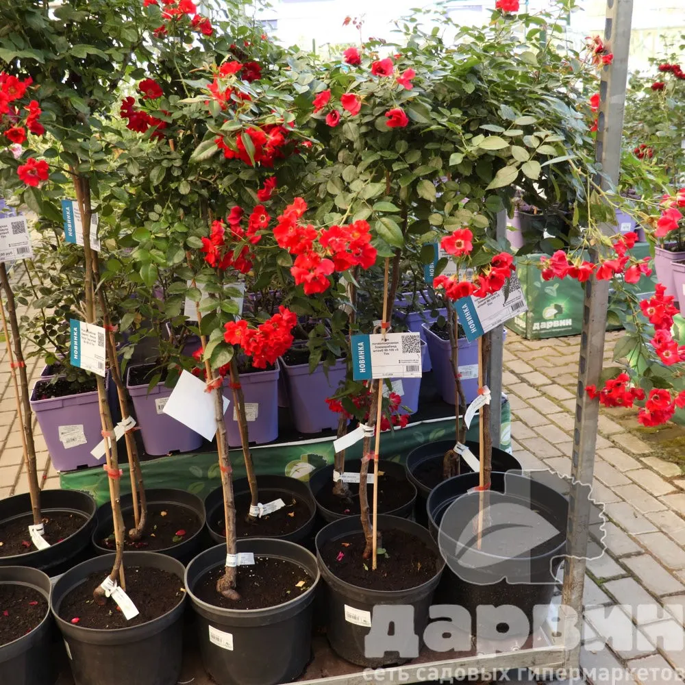 Роза почвопокровная Зоммерабенд штамб 90-100 v5 Tim ватермарка