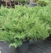 Можжевельник казацкий Мас v2 20-30 