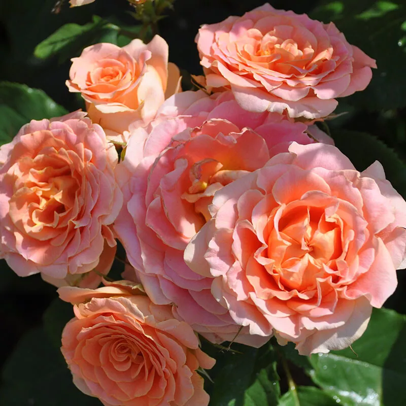 Роза флорибунда Вивьен Вествуд v5 Lav 