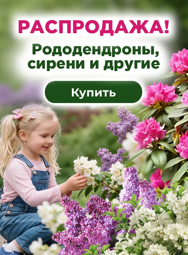 Распродажа декоративных кустарников