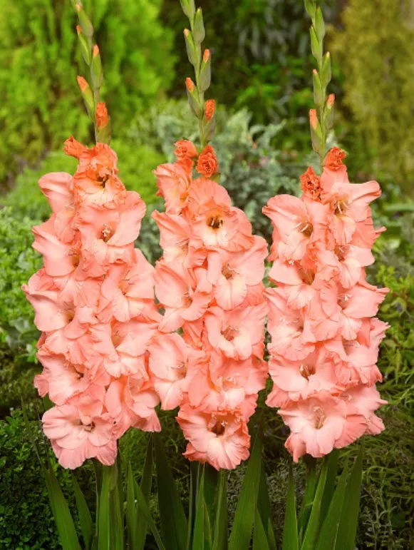 Луковица Гладиолус крупноцветковый Бен Венуто 10/12 10шт. Поиск 