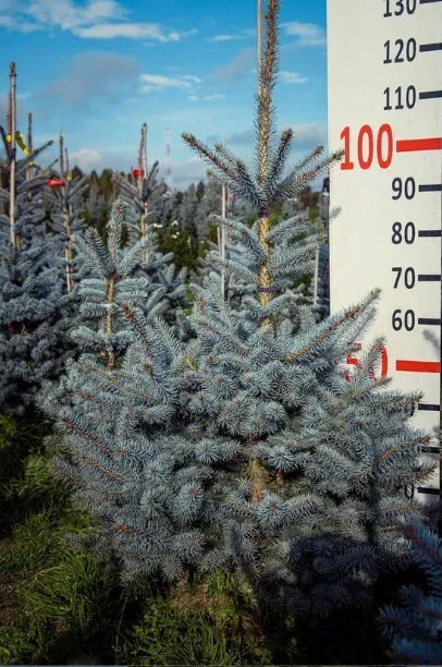 Ель колючая Эдит 80-100 с35 Nik   