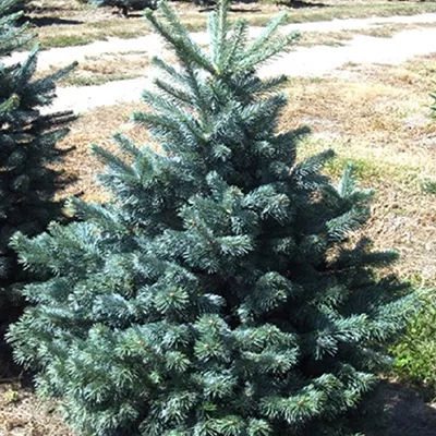 Растение пихта горная var. arizonica 150-175 KG 2017 