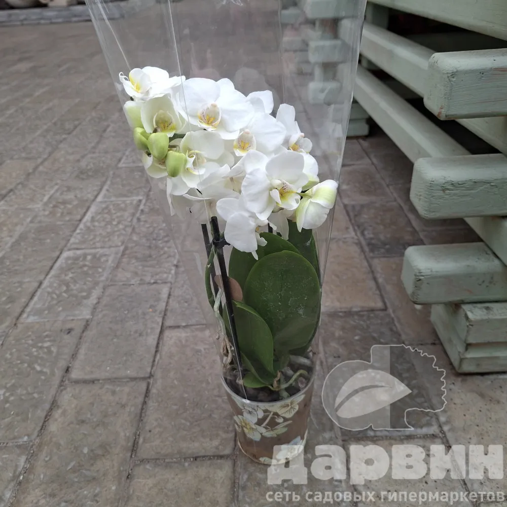Фаленопсис 3 ст микс d9 h40 