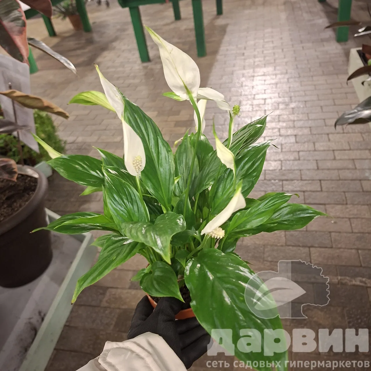 Спатифиллум Беллини d13 h40 