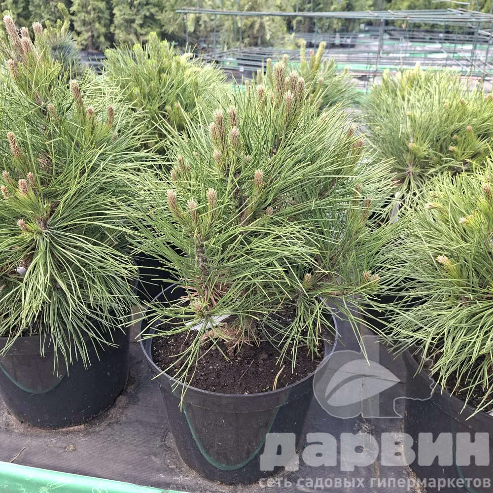 Сосна черная Спилберг 40-50 Mt 