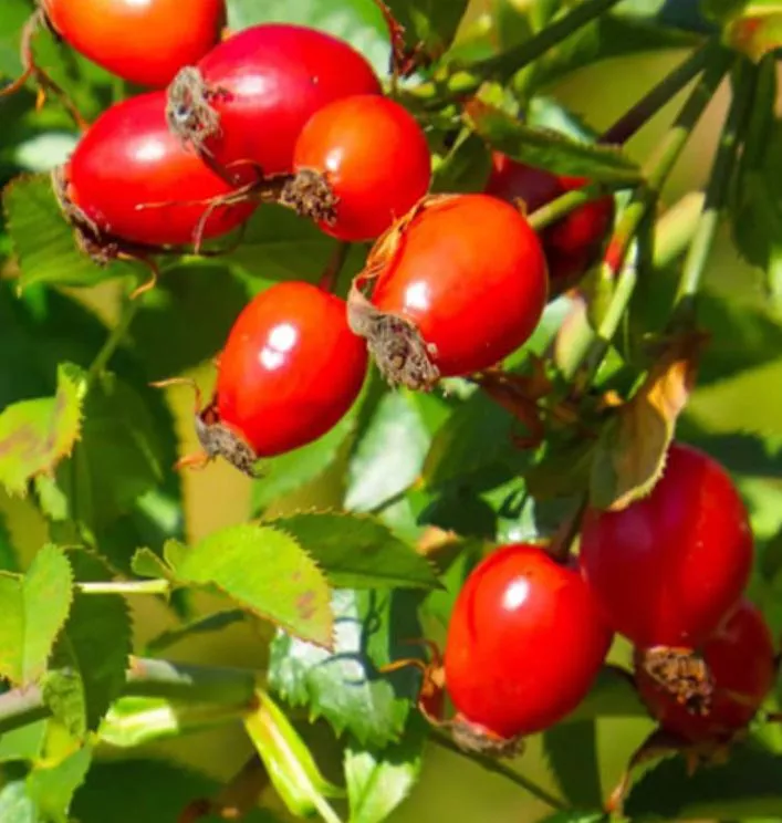 Шиповник Воронцовский С2 15-35 ЦО 