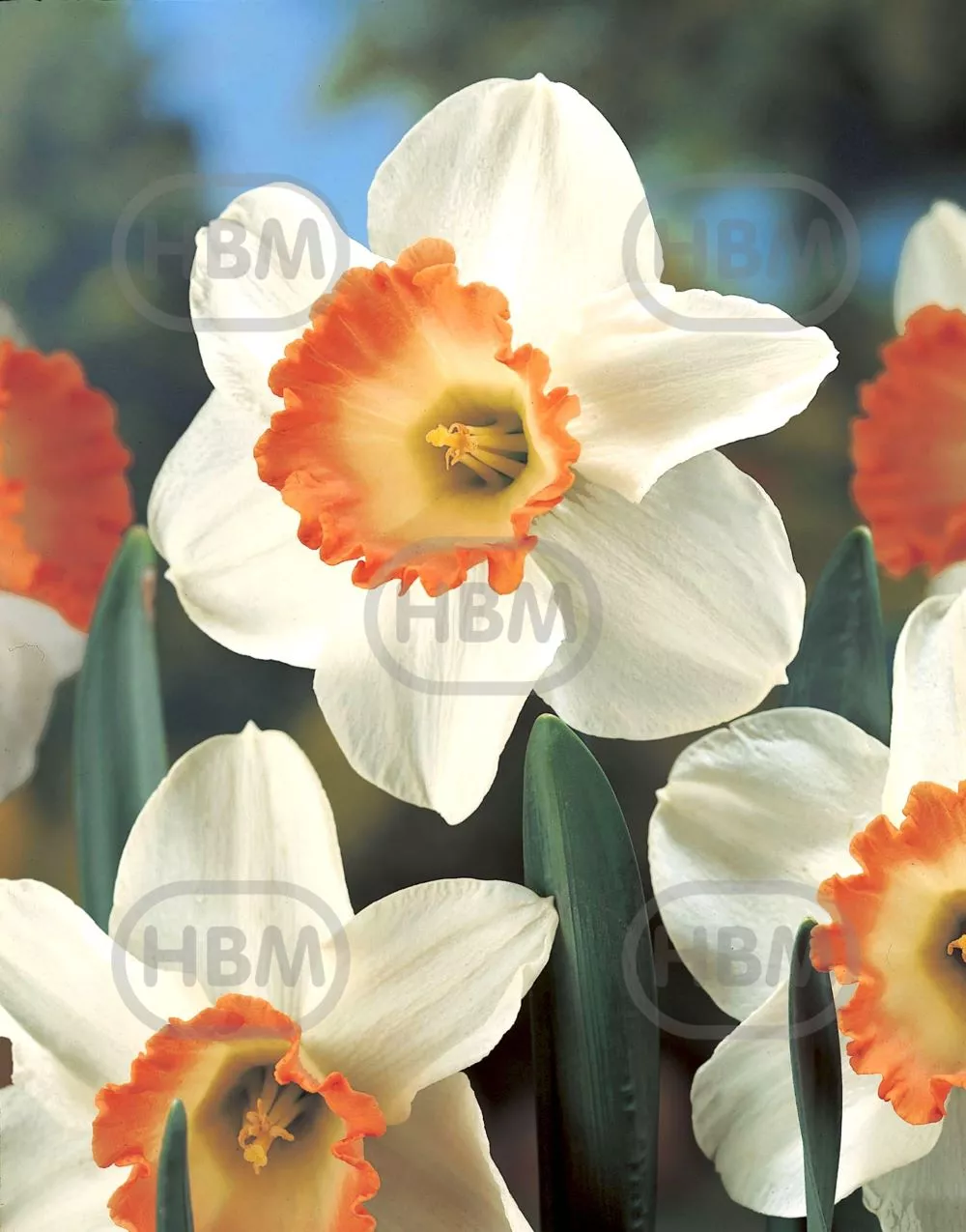 Луковица Нарцисс Пинк Шарм 12/14 HBM, 5 шт/уп 