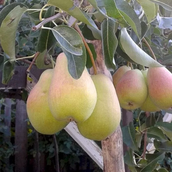 Груша Духмяная h120-160 v10 3-х летка Tim 