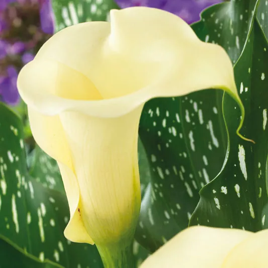 Корневище Калла Элеганза, 1шт/уп 