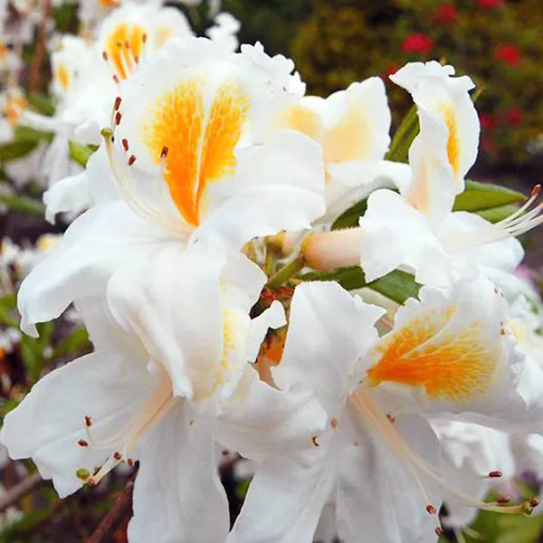 Азалия гибридная Шнееголд p9 