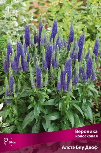 Вероника колосковая Алстэ Блу Двоф I 1шт Поиск 