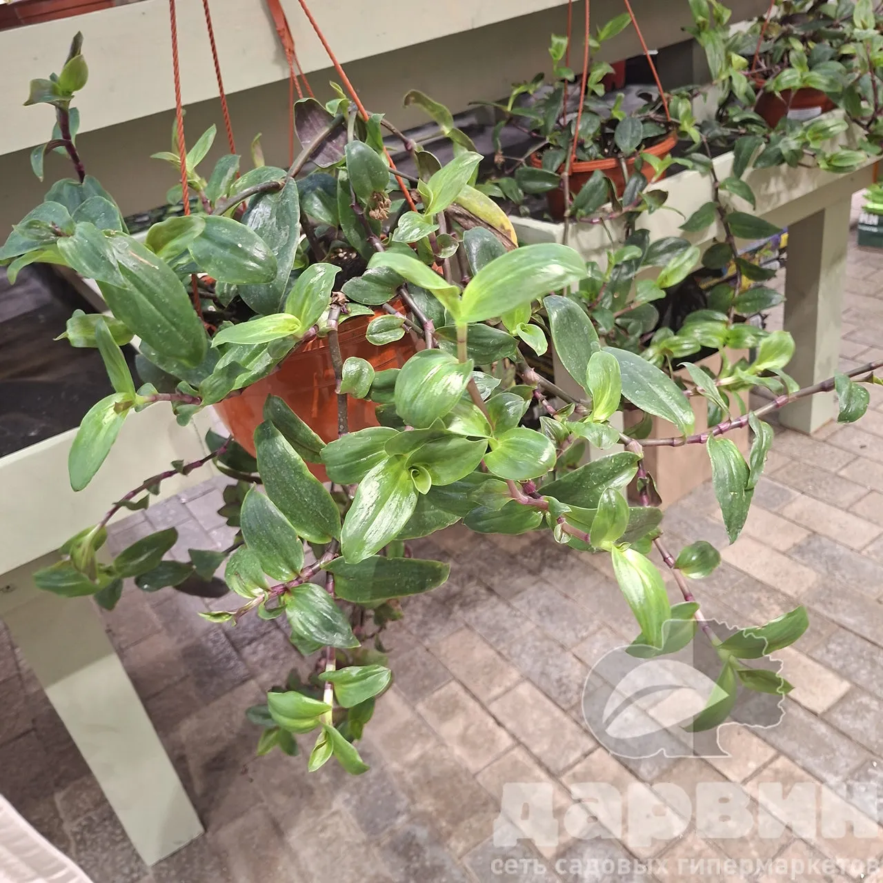 Традесканция блосфельда в кашпо d23 Tim 