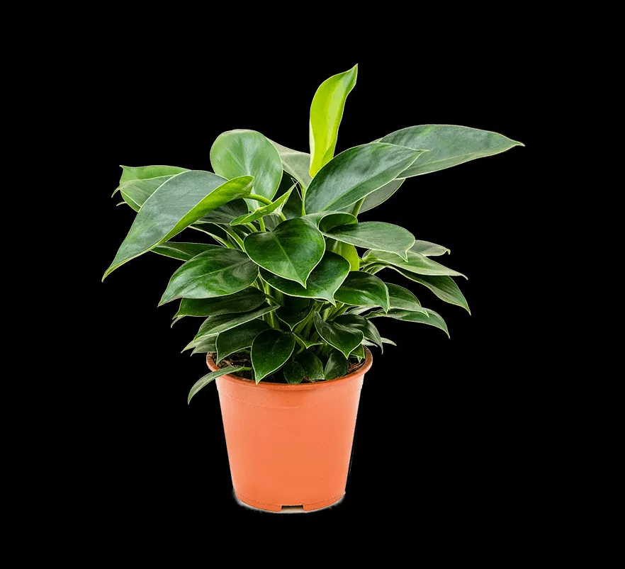 Филодендрон Конго Эппл d9 10 ХР 