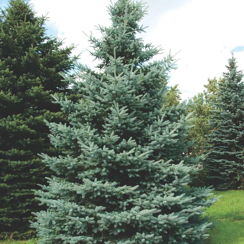 Ель колючая Костер v5 30-40 