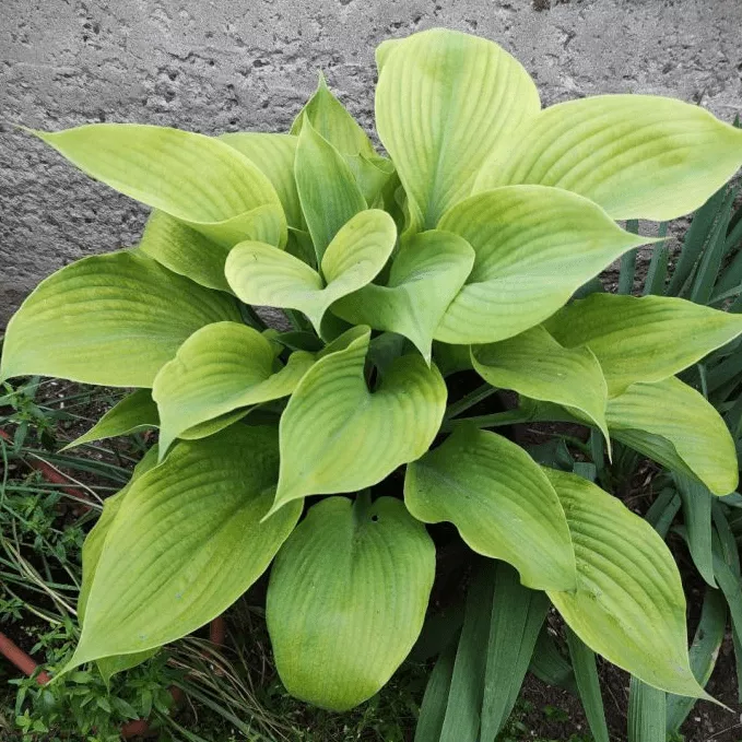 Хоста Сам энд Сабстанс v2 Tim 