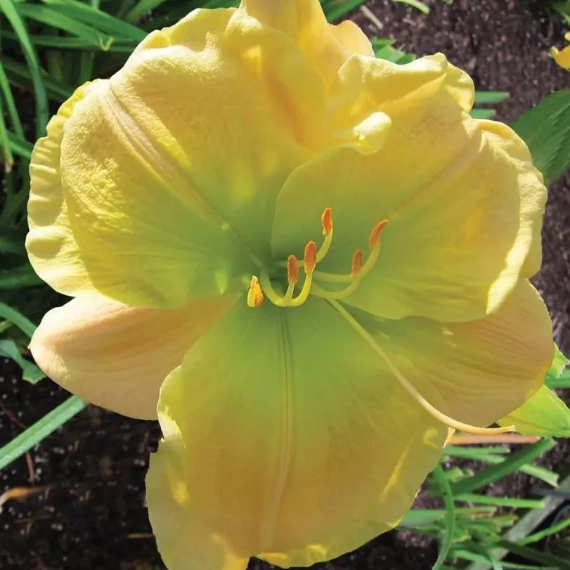 Лилейник Текила энд Лайм v2 Tim 