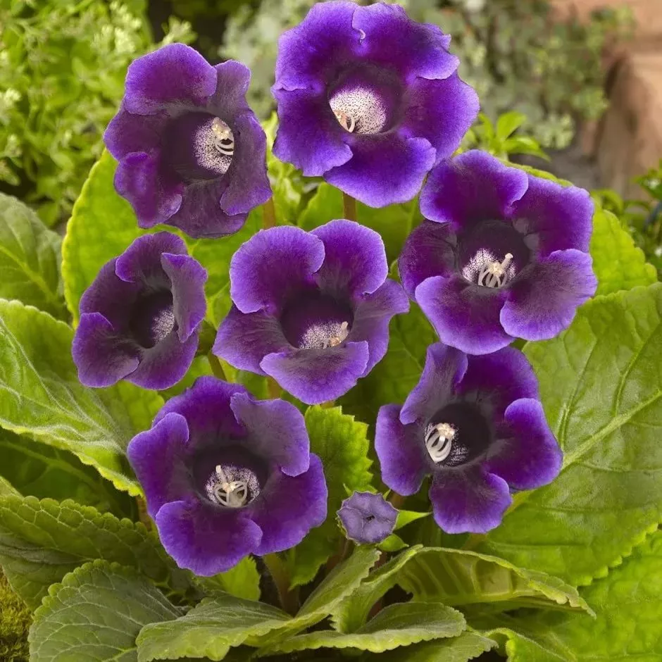 Клубни Глоксиния, 1шт 